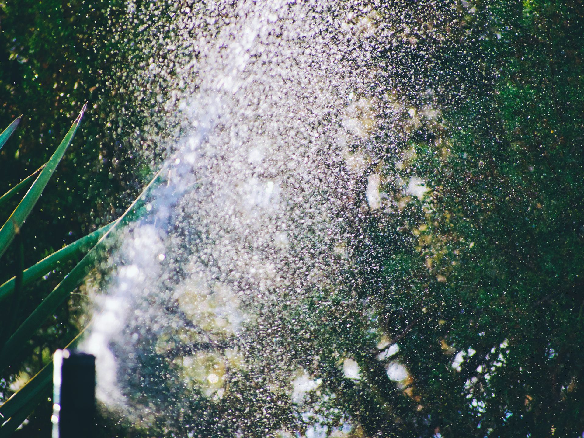 Water spraying in the air with green foliage